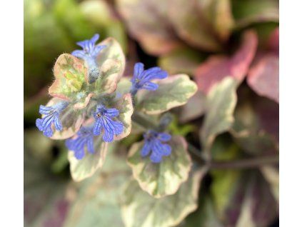AJUGA REPTANS 'VARIEGATA' shutt