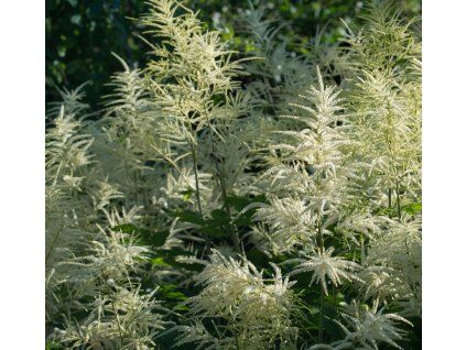 ARUNCUS DIOICUS shut