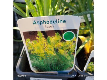 ASPHODELINE LUTEA kak1