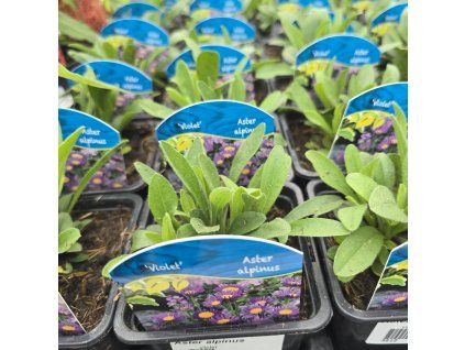 ASTER ALPINUS VIOLET KAK2