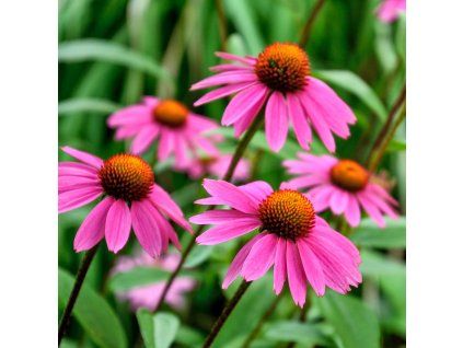 ECHINACEA PURPUREA IST2