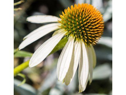 ECHINACEA PURPUREA 'WHITE SWAN shut