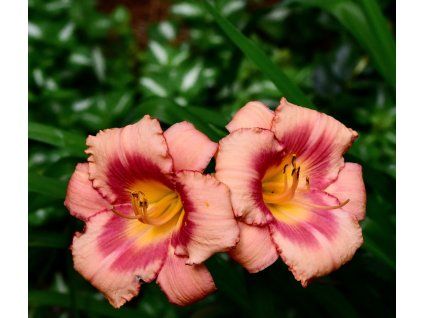 HEMEROCALLIS 'DARING DECEPTION shutt