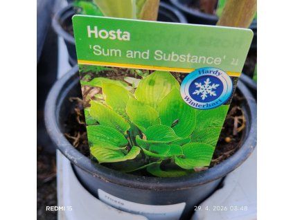 HOSTA 'SUM AND SUBSTANCE' kak1
