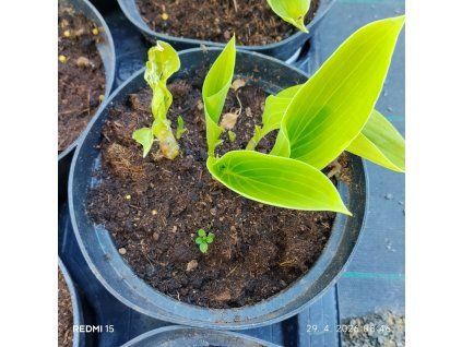 HOSTA 'T REX' kak1
