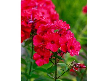 PHLOX PANICULATA 'RED FIRE shut