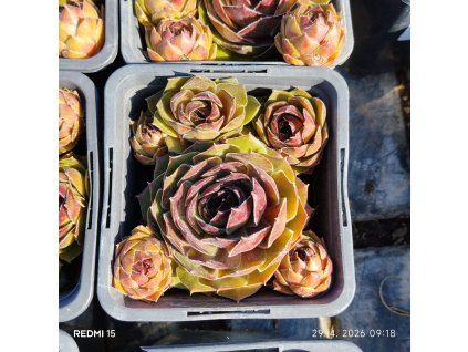 SEMPERVIVUM 'OLIVETTE' kak1