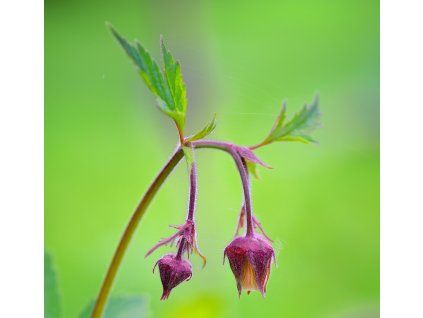 GEUM RIVALE shut1