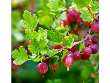RIBES UVA CRISPA 'GIGGLES® RED' shut
