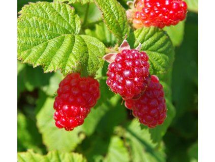 RUBUS IDAEUS 'MEEKER' shut