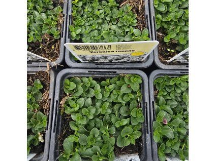 VERONICA REPENS kak1