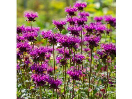 Monarda 'Balmy Purple' ist2