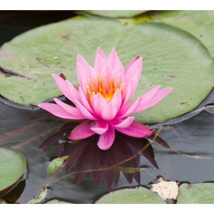 NYMPHAEA 'LAYDEKERI LILACEA' kak1