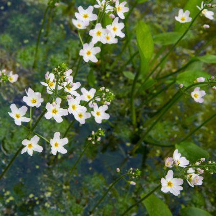 ALISMA PARVIFLORA shut