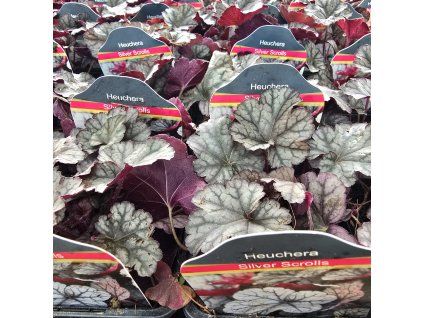 HEUCHERA 'SILVER SCROLLS' kak