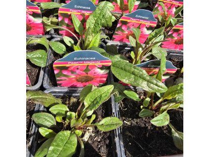ECHINACEA 'PEARL MAGENTA' kak
