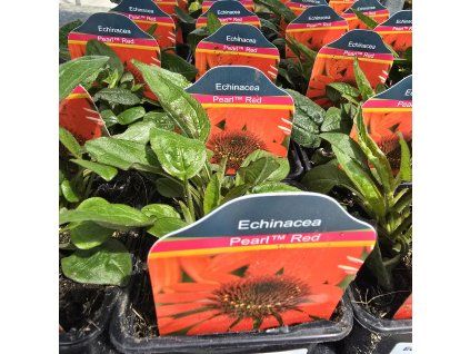 ECHINACEA 'PEARL RED' kak