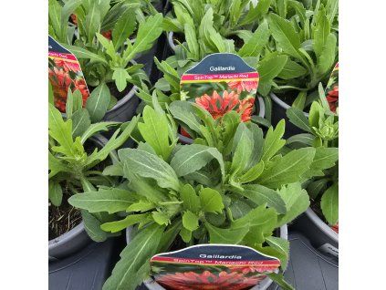 GAILLARDIA 'SPINTOP RED kak'