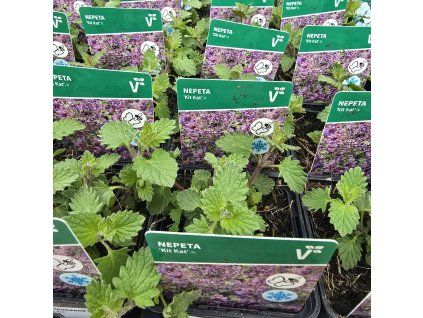 NEPETA × FAASSENII 'KIT KAT' kak