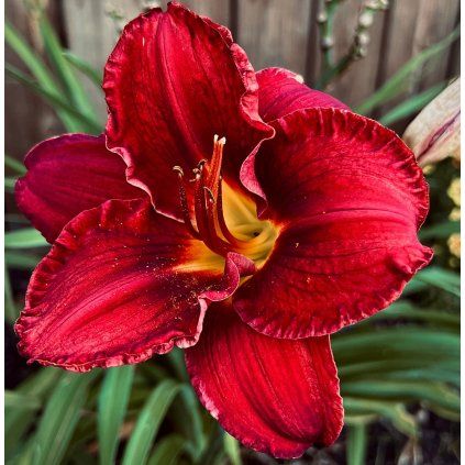 HEMEROCALLIS 'CHICAGO APACHE shutt1
