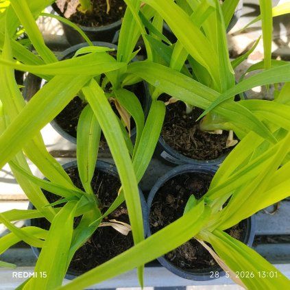 HEMEROCALLIS 'CHICAGO APACHE' kak1
