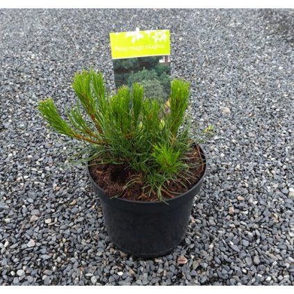 PINUS MUGO 'MUGHUS' arbo