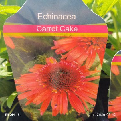 ECHINACEA 'CARROT CAKE' kak