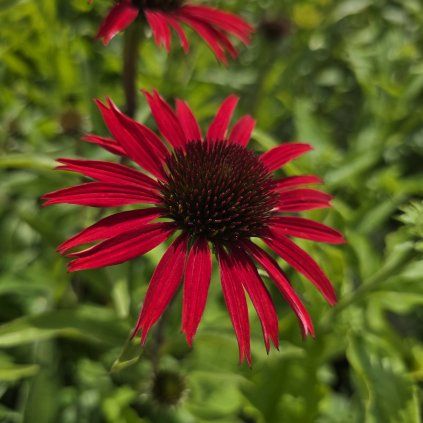 ECHINACEA 'FOUNTAIN RED' kak2