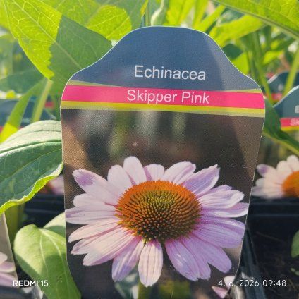ECHINACEA 'SKIPPER PINK' kak