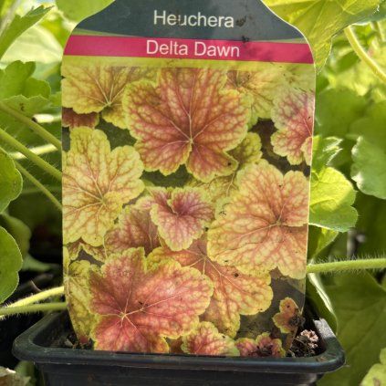 HEUCHERA 'DELTA DAWN kak'