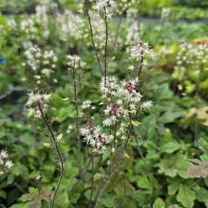 TIARELLA 'SPRING SYMPHONY' kak2