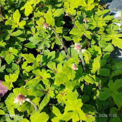 TIARELLA 'SPRING SYMPHONY' kak1