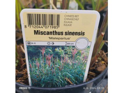 MISCANTHUS SINENSIS 'MALEPARTUS' kak