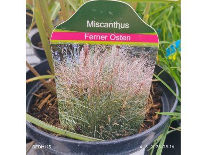 MISCANTHUS SINENSIS 'FERNER OSTEN' kak
