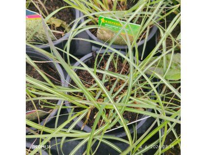 MISCANTHUS SINENSIS 'ADAGIO' kak1