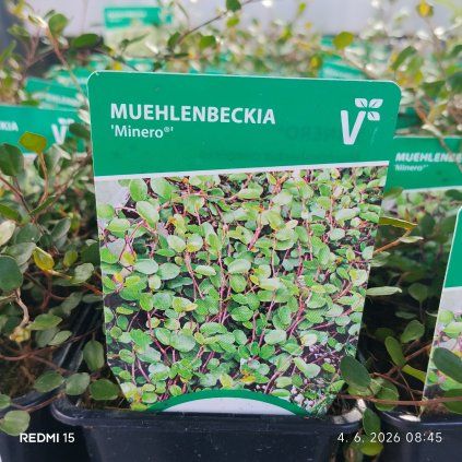 MUEHLENBECKIA COMPLEXA 'MINERO kak