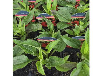 ECHINACEA 'SUNMAGIC VINTAGE RUBY' kak