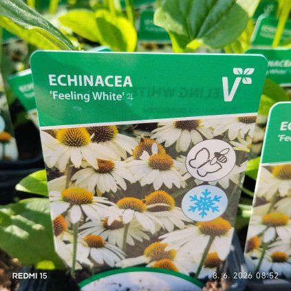 ECHINACEA PURPUREA 'FEELING WHITE' kak