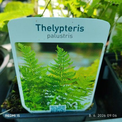 THELYPTERIS PALUSTRIS kak
