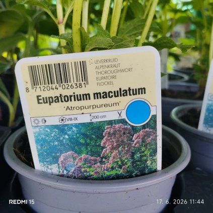 EUPATORIUM MACULATUM 'ATROPURPUREUM' kak
