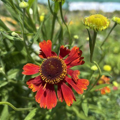 HELENIUM 'MOERHEIM BEAUTY' kak3