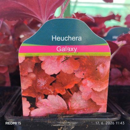 HEUCHERA 'GALAXY' kak