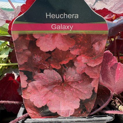 HEUCHERA 'GALAXY' kak1