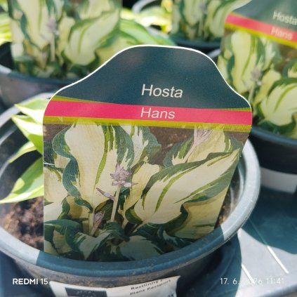 HOSTA 'HANS' kak