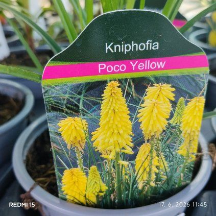 KNIPHOFIA 'POCO YELLOW' kak