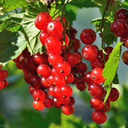 RIBES RUBRUM 'ROVADA' ist
