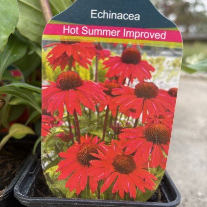 ECHINACEA 'HOT SUMMER' (ECHINACEA)_kak1