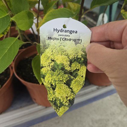HYDRANGEA PANICULATA 'MOJITO' kak