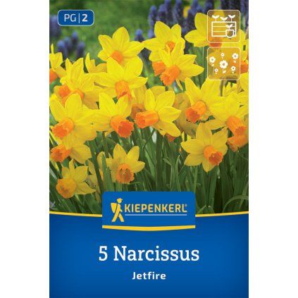 NARCISSUS 'JETFIRE' (NARCIS)1
