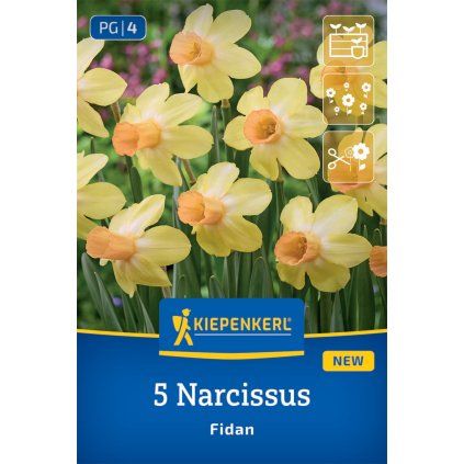 NARCISSUS 'FIDAN' (NARCIS)1
